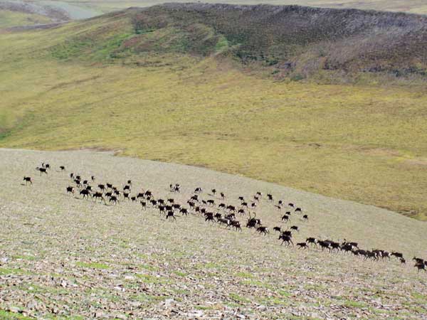 Caribou herds in Alaska.