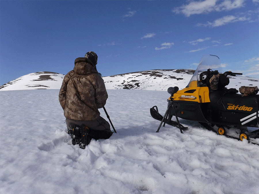 Hunting grizzly bear with Arctic North Guides.