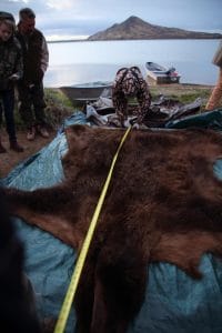 Alaska Peninsula Bear hunting in Alaska with Arctic North Guides.