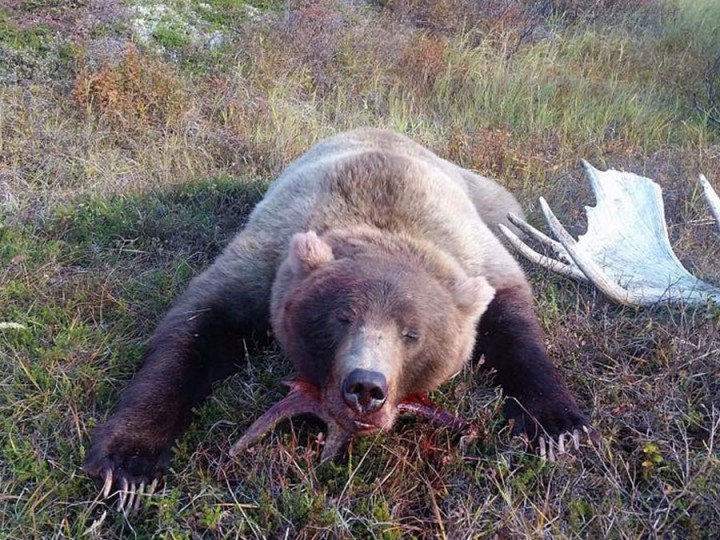 Large Alaska bear hunting with Arctic North Guides.